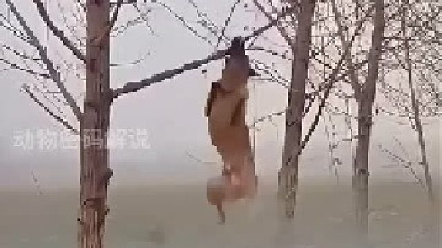 狗子在跟生命賽跑
