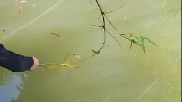 抄小龍蝦從屁股下手。這都不懂。