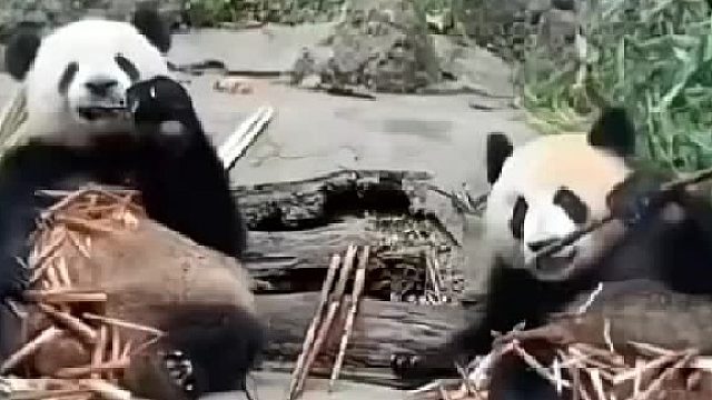 500斤的體重，499斤的心眼
