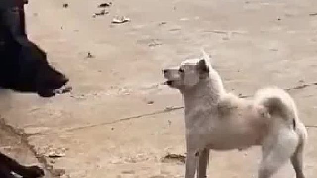 白狗看黑狗被拴著 大膽上去挑釁 沒想到被黑狗一頓教訓
