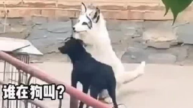 狗：不會(huì)叫別叫，嚇了老子好幾跳