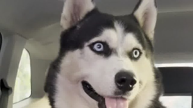 果然雞鴨比當(dāng)牛馬更累……