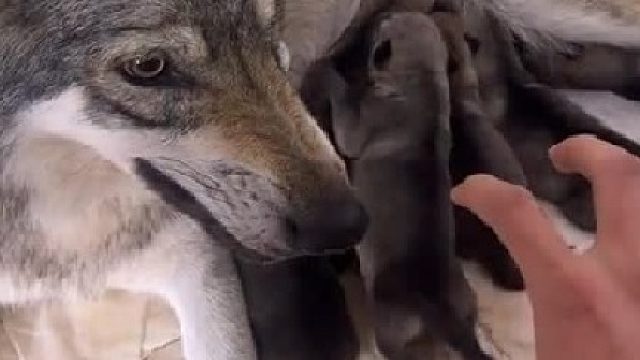 你真敢啊