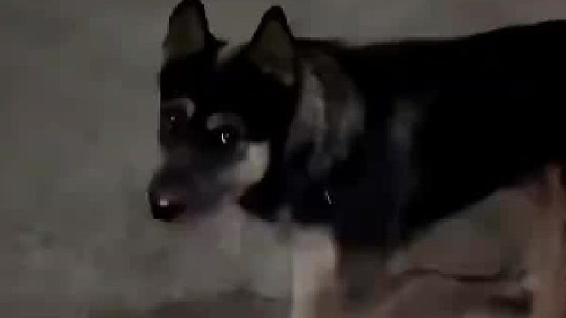 狗：劇本不是這么寫的啊