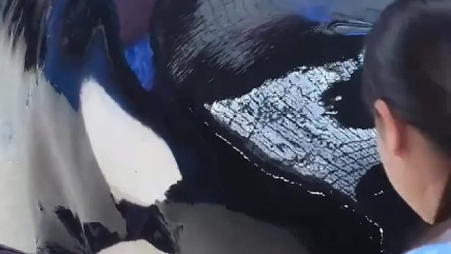 虎鯨怎么帶娃的？媽：看我怎么教訓(xùn)你！