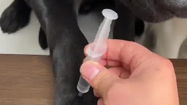 狗：別鬧了，要出狗命的！