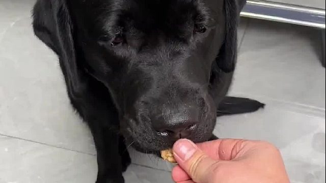 狗：不是，你連狗都騙呀