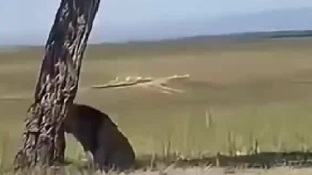 獅子：呀！天上掉下個羚妹妹