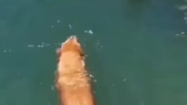 金毛炫耀式游泳，一旁的德牧都看呆了