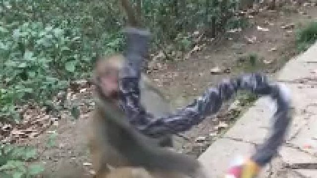 猴子:你個老六玩陰的?