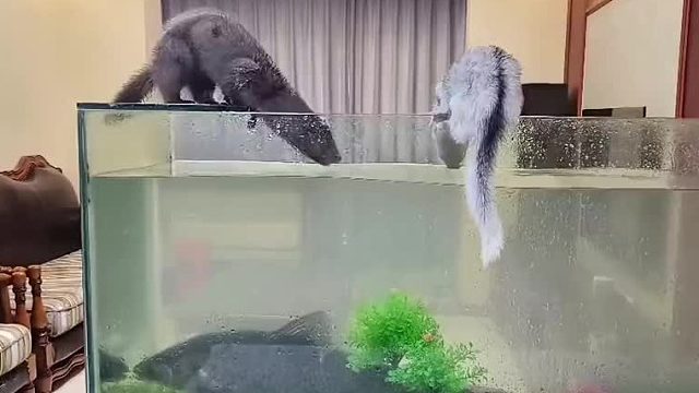6斤的大青魚沒了，我真的是服了這兩個逆子……！