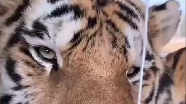 通人性的老虎 一臉無(wú)奈配合演出 虎：夠給面子了吧大兄弟！