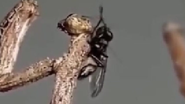 好厲害的偽裝，我以為是是樹枝