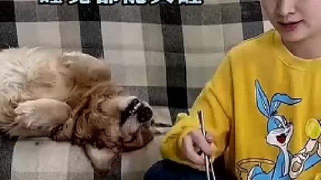 金毛睡的正香呢 忽然被塞了一塊肉 睡覺都能笑醒