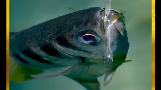 水中的“射擊冠軍”，射水魚(yú)火力全開(kāi)360度無(wú)死角噴水秒殺昆蟲(chóng)