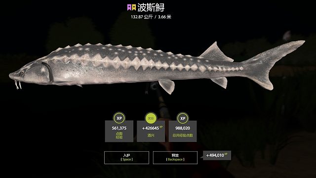 突如其來的好運(yùn)，波斯鱘來啦。