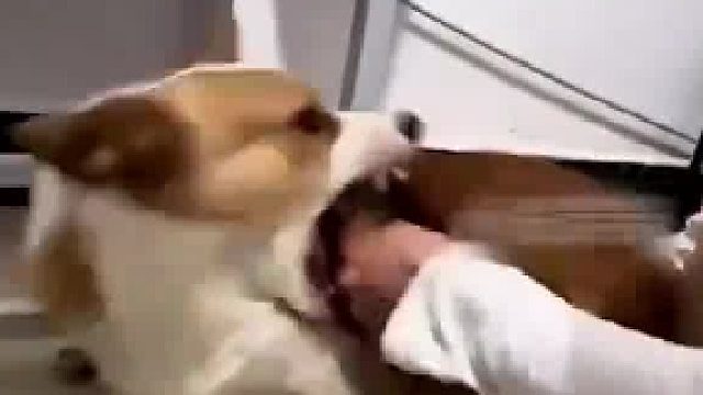 柯基翻臉不認人，女主人下手干脆利落，別讓愛狗人士看見！