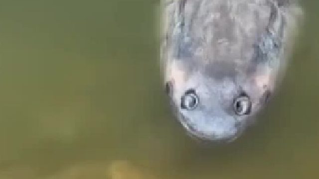 在河邊發(fā)現(xiàn)引路魚，要注意了！