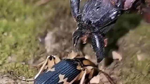 放屁蟲的化學(xué)武器燃燒劑攻擊天牛