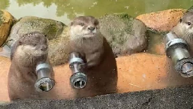 等投喂的小水獺