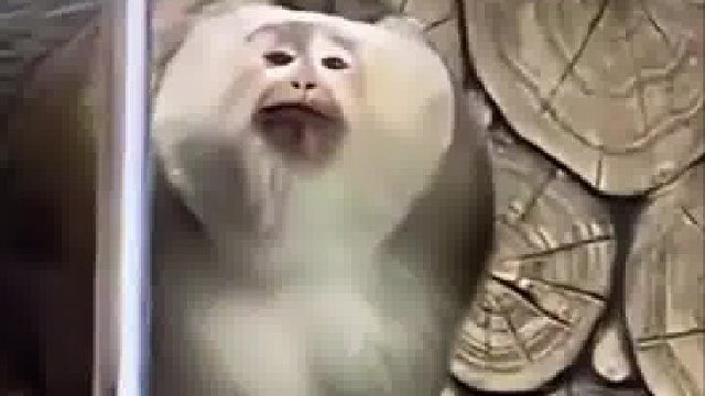 猴子不斷擺造型給游客拍照，大家的歡呼聲連綿不絕