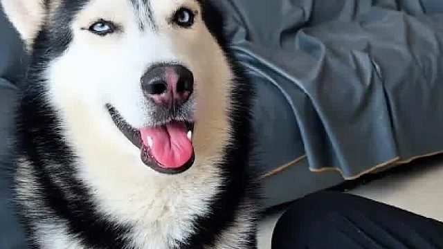 狗：非要犯賤？！
