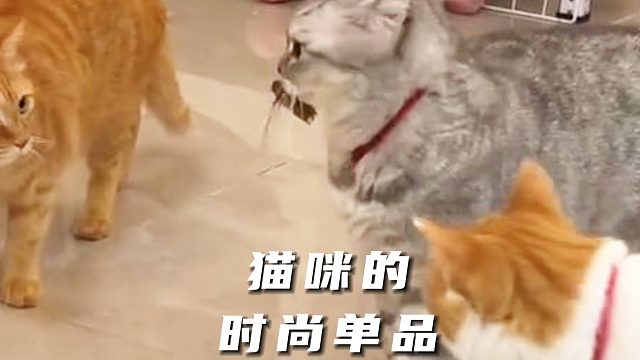 貓咪這只時(shí)尚單品，夠它炫耀一天了