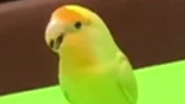 牢弟與鳥