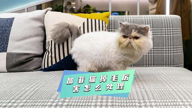 加菲貓掉毛成災(zāi)，這些方法快試試