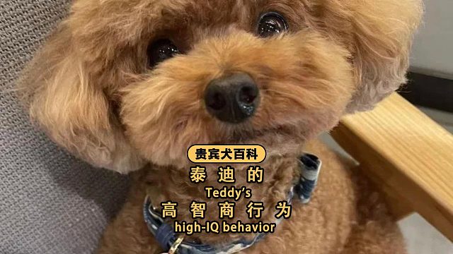 泰迪智商開掛？這4個(gè)行為你家有嗎？