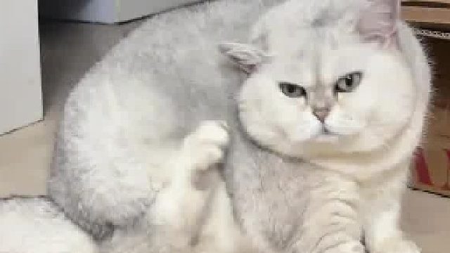 喵：死腳你倒是撓啊！腳：在撓啊?。。?/></span><div   id=