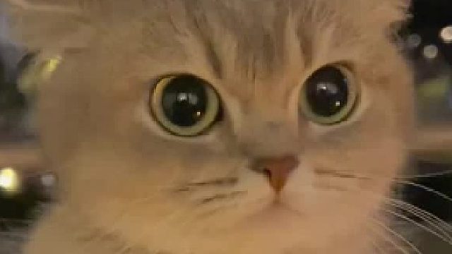 貓：煩死了