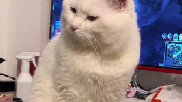 貓：玩玩玩！就知道玩！打完游戲就輪到我打你嘍！！