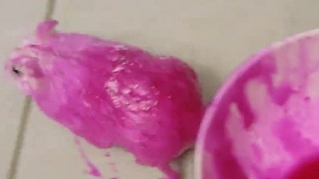 從此金狐改名火龍果牌了