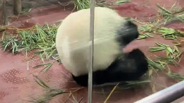 廣州動物園的熊貓也是頂流了