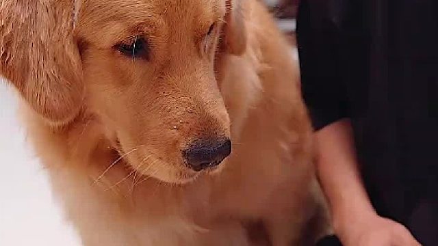 狗狗：差生文具多，你拿什么跟我比！