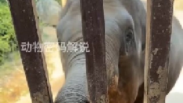 大象用什么吃東西