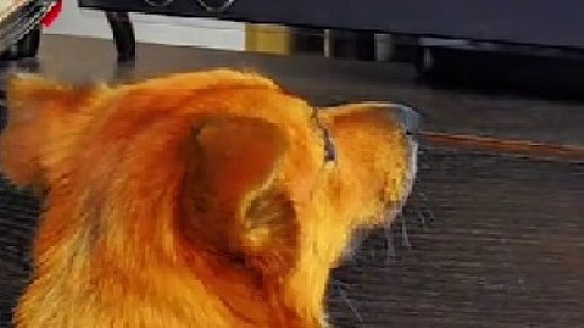 狗子舔完電視面包秒變戲精，妥妥的社死