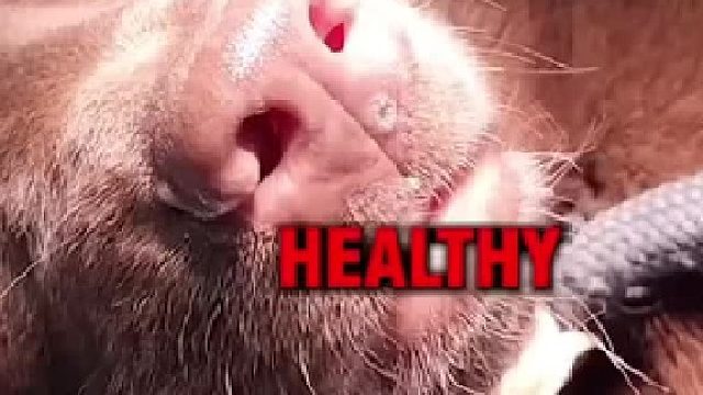 狗鼻子扯出了兩條水蛭