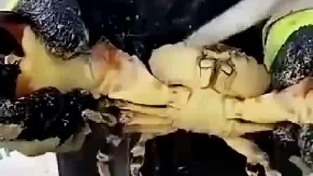 在海里面捉到螃蟹，漁民只要鉗子不要蟹，真實原因心知肚明