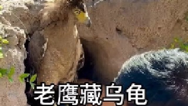 二哥家的烏龜下落不明