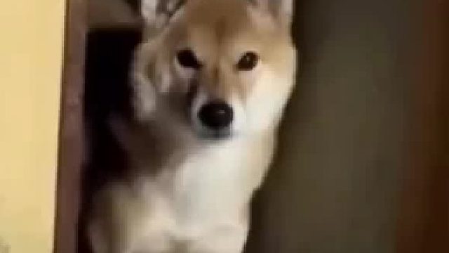 狗狗寄養(yǎng)一個月，去接得時候被貓咪眼神鎮(zhèn)住！