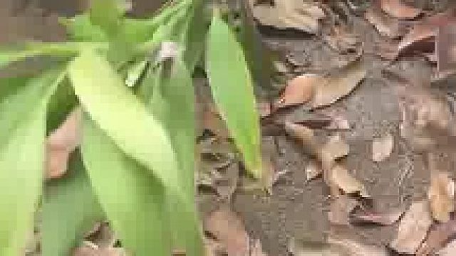 貓咪盯上樹上的老鼠，網(wǎng)友：貓咪會抬頭嗎？