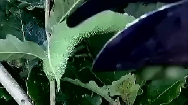 小哥誤把青豆蟲認(rèn)成葉子，剪尾巴竟剪到臉上，蟲臉滿是震驚無語