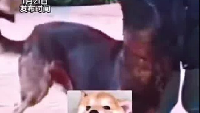 女生返鄉(xiāng)過年天天和狗玩，狗子看見女生就發(fā)抖！