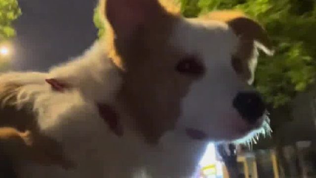 小狗正兜風(fēng)呢，腦袋竟然被偷襲了