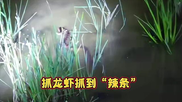 向往的生活抓龍蝦抓到“辣條”