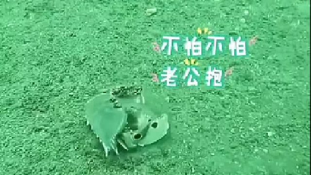 螃蟹也會英雄救美，關鍵時候抱起老婆就跑：你不要過來啊