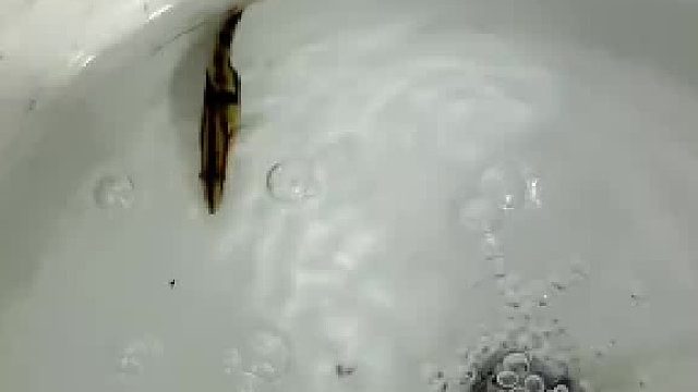 鱖魚捕食第一視角，不愧是頂級掠食者，鱖魚：嘴慢無