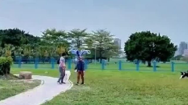 周末帶薩摩耶在公園遛彎碰見邊牧和柯基網(wǎng)友：遛狗不牽繩的該入刑